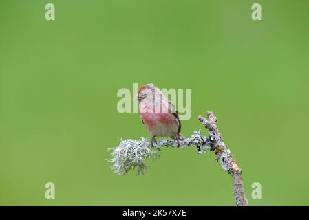 Redpoll, Acanthis Flammea, Homme, perché sur une branche couverte de lichen, sur un fond vert et propre Banque D'Images