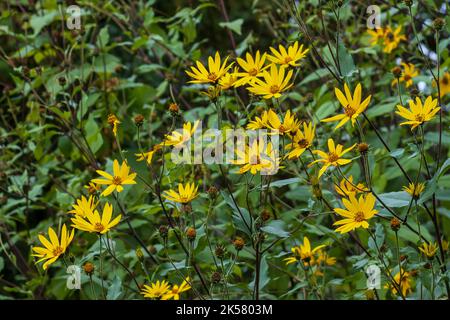 Floraison colorée de l'artichaut de Jérusalem, utilisé en phytothérapie Banque D'Images