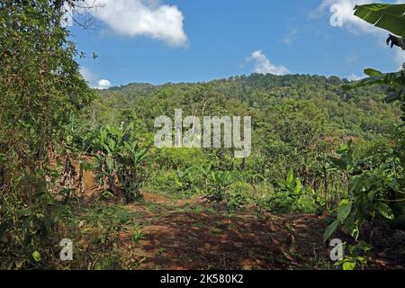 L'agriculture à flanc de coteau a récemment été débarrassée de la forêt tropicale de Macambara, Sao Tomé, Sao Tomé-et-principe, Afrique. Septembre Banque D'Images