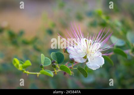 Flinders rose (Capparis spinosa) fleur sur un fond flou. Banque D'Images