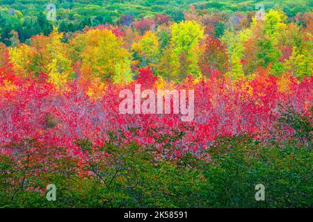 Snow Shanty Run, un étang de castors, dans la forêt de l'État du Delaware en Pennsylvanie, aux couleurs de l'automne. Banque D'Images