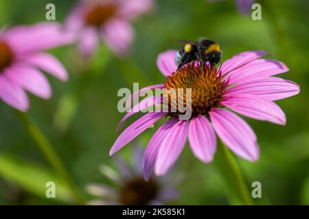 Une abeille pollinise une fleur d'échinacée purpurea. Banque D'Images