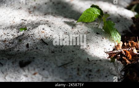 Grêle sur le sol après la tempête. Balles de grêle de printemps après de lourdes pierres de grêle. Boules de glace blanches au sol. Banque D'Images