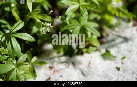 Grêle sur le sol après la tempête. Balles de grêle de printemps après de lourdes pierres de grêle. Boules de glace blanches au sol. Banque D'Images