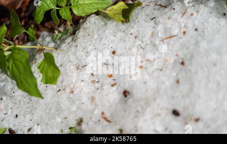 Grêle sur le sol après la tempête. Balles de grêle de printemps après de lourdes pierres de grêle. Boules de glace blanches au sol. Banque D'Images