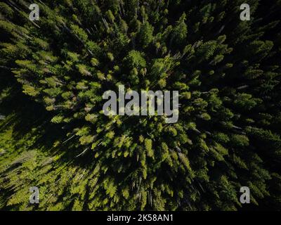 Prise de vue aérienne. Les sommets d'une forêt dense de conifères. Abstraction. Écologie, air frais, foresterie. Il n'y a aucune personne dans la photo. Arrière-plan. Banque D'Images