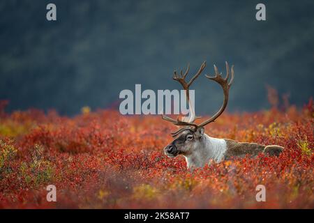 Caribou sur toundra rouge Banque D'Images