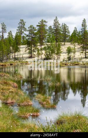 Belle nature dans le parc national de Rondane, Norvège Banque D'Images