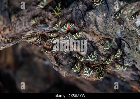 Papillons sur le tronc d'un arbre en gros plan, le papillon des tigres de Jersey (Euplagia quadripunctaria rhodosensis) dans la vallée des papillons. Le Petalou Banque D'Images