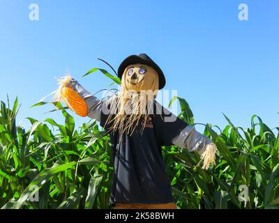 FallScarecrow sur l'écran de Pumpkin Patch Banque D'Images