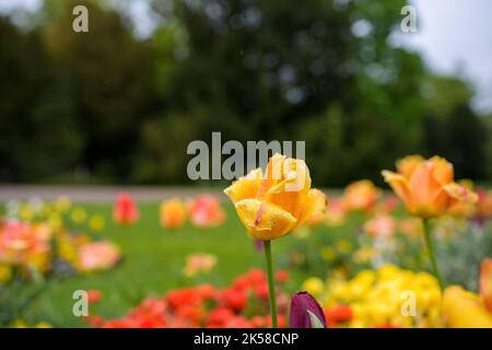 Gouttes d'eau ou de rosée sur une fleur de tulipe jaune gros plan - photo de stock avec parc vert dans le bacakground Banque D'Images