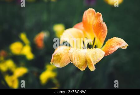 Gouttes d'eau ou de rosée sur une fleur de tulipe jaune gros plan - photo de stock Banque D'Images