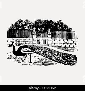 Paon, clipart dessiné à la main, vecteur d'illustration animal. Illustration de Vecteur