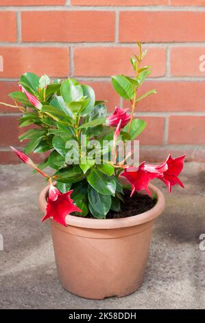 Stendens de Mandevilla ou splendens de Diladenia montrant la fleur et le bourgeon.Un grimpeur à feuilles persistantes qui a des fleurs rouges en été et est tendre au gel. Banque D'Images