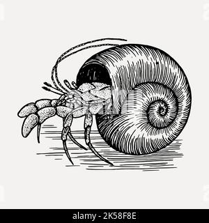 Ermite crabe à la main, dessin clipart, vecteur d'illustration d'animal de mer. Illustration de Vecteur