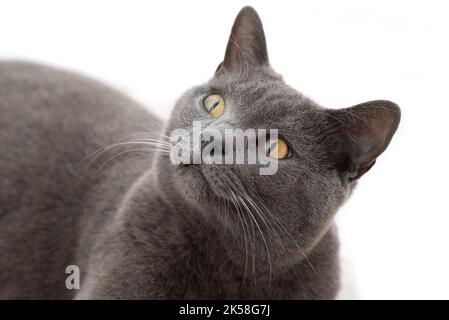Portrait de chat Chartreux isolé sur fond blanc Banque D'Images