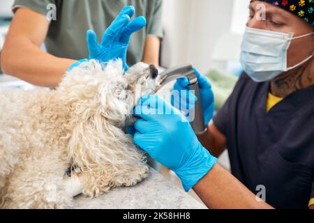 Soins vétérinaires et animaux. Médecin insérant le tube trachéal aidant le chien. Photo de haute qualité Banque D'Images