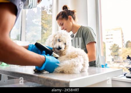 Équipe vétérinaire préparant le chien pour la chirurgie sur la table d'opération Banque D'Images