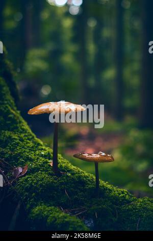 Champignon poussant sur la racine de l'arbre. Photo de haute qualité Banque D'Images