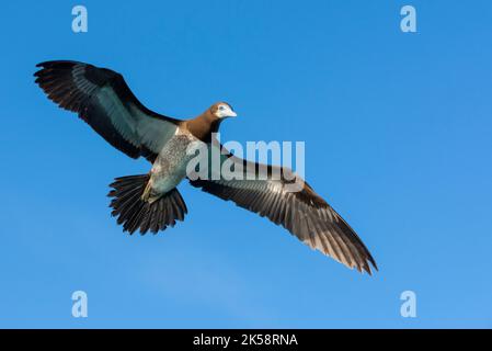 Australie occidentale, Kimberley, Îles Lacepedes. Importante colonie de reproduction pour les boibies bruns (Sula leucogaster). Booby brun immature en vol. Banque D'Images