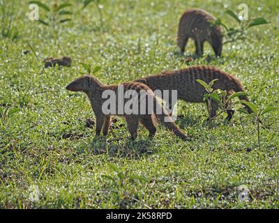 3 Mongoose baguée (Mungos mungo) sur la prairie verte fraîche de Masai Mara Conservancy, Kenya, Afrique Banque D'Images