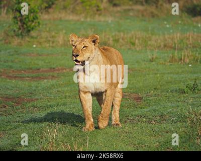 Mère intronale (Panthera leo) à la recherche de ses petits oursons de Lion vulnérables dans la prairie de Masai Mara Conservancy, Kenya, Afrique Banque D'Images