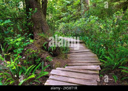 Promenade en bois des Premières nations le long du sentier des grands arbres sur l'île Meares, Tofino, île de Vancouver, Colombie-Britannique, Canada. Banque D'Images