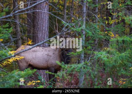 Bull Elk à Clam Lake, Wisconsin. Banque D'Images