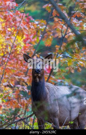 Wapiti de vache dans la forêt nationale de Chequamegon-Nicolet à Clam Lake, Wisconsin. Banque D'Images