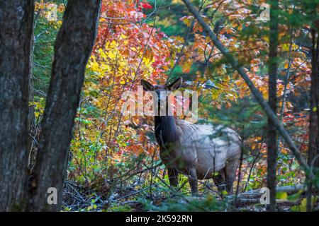 Wapiti de vache dans la forêt nationale de Chequamegon-Nicolet à Clam Lake, Wisconsin. Banque D'Images