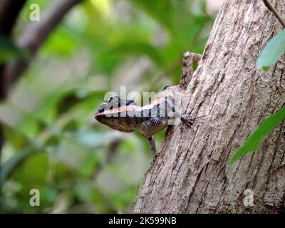 Insectes au Sri Lanka, visitez le Sri Lanka Banque D'Images