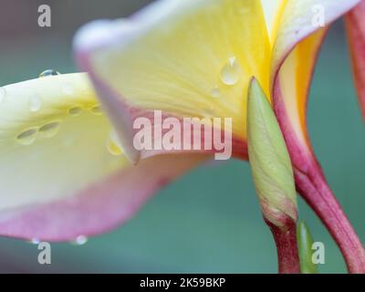 Le petit arbre tropical Plumeria croissant dans un jardin subtropical. Banque D'Images