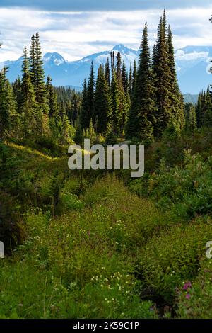 Le sentier Panorama Ridge offre une vue imprenable sur les montagnes enneigées au-dessus de prairies alpines luxuriantes en Colombie-Britannique. Banque D'Images