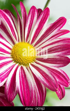 gros plan de chrysanthème blanc et rose vif, de mums ou de chrysanthèmes colorés fleurissent dans le jardin avec un arrière-plan doux Banque D'Images