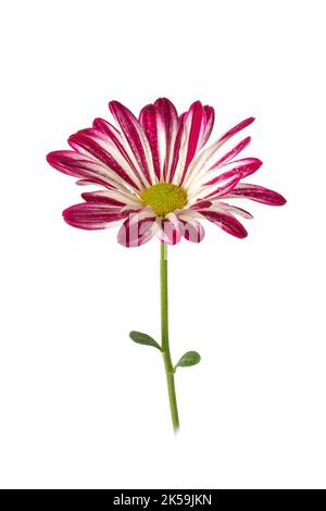 gros plan de chrysanthème blanc et rose vif, de mums colorés ou de fleurs de chrysanthèmes isolés sur fond blanc Banque D'Images