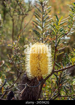 Une fleur de banksia jaune au soleil, Île française, Australie Banque D'Images