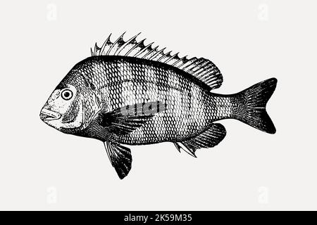 Dessin de poissons de Sheepshead, vecteur d'illustration d'animaux marins vintage. Illustration de Vecteur