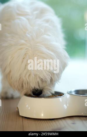 MMMM, ma nourriture préférée. Un chien tout-doux mangeant de son bol alimentaire à la maison. Banque D'Images