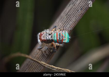 Homme Maratus gemmifer Peacock araignée dans ses couleurs de reproduction Banque D'Images