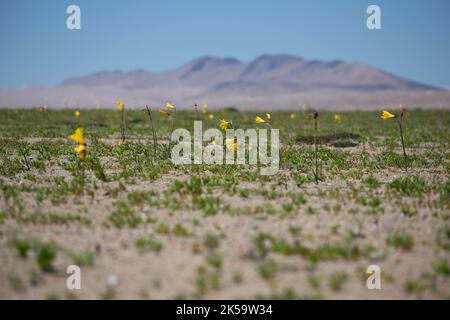 Copiapo, Atacama, Chili. 5th octobre 2022. Le désert d'Atacama, le plus sec du monde, partiellement couvert de fleurs dans le désert de floraison ou 'Disierto Florido'. Ce phénomène se produit avec intensité tous les 5-7 ans, et est dû à des précipitations supérieures à la normale au cours des mois précédents de l'année. (Credit image: © Matias Basualdo/ZUMA Press Wire) Banque D'Images