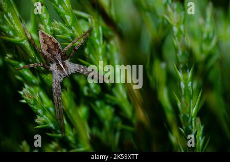 Spider de crabe se pliant dans une douille Banque D'Images