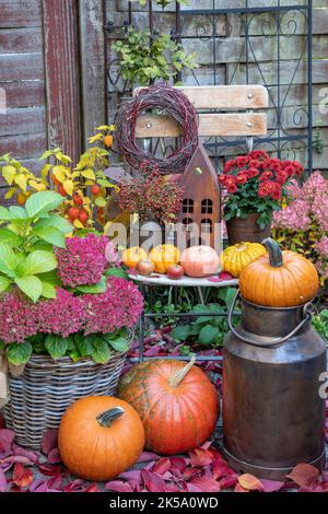 jardin d'automne avec chrysanthème rouge, lanterne rouille et citrouilles Banque D'Images