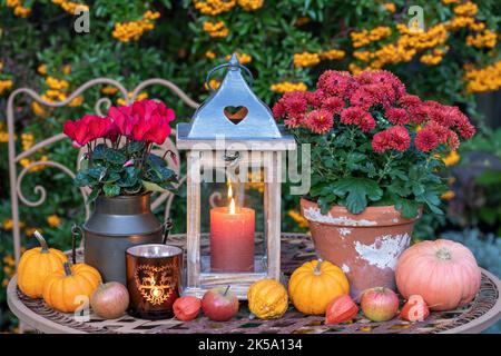 arrangement d'automne avec lanterne rustique, chtysanthemum rouge et citrouilles dans le jardin Banque D'Images