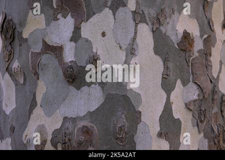 Texture de l'écorce de l'arbre de plan. Arrière-plan abstrait de l'écorce. Arrière-plan de tronc d'arbre plein cadre. Banque D'Images