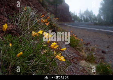 Le coquelicot jaune californien fleurit au bord de la route par une journée brumeuse Banque D'Images