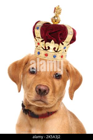 Labrador retriever chiot portant une couronne pour la race de chien la plus populaire Banque D'Images