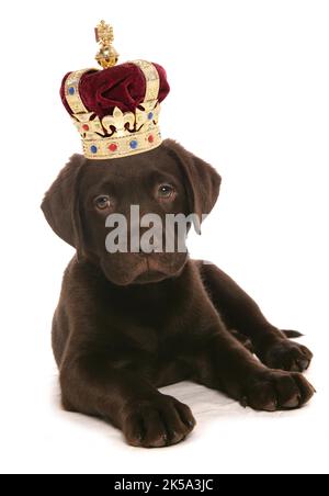 Chien brun de Labrador portant une couronne Banque D'Images
