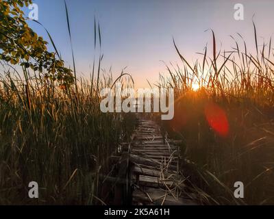 coucher de soleil sur la rivière. chemin à travers le roseaux au lever du soleil. Lumière du soleil à travers le roseau. Paysage d'automne. Tunnel naturel, scène de fées. Banque D'Images