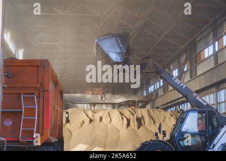 Chargement du grain de l'entreposage dans un camion à grains. Charger le grain de blé. Agriculture saison de récolte. Ukraine 20-11-2020 Banque D'Images