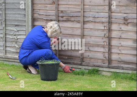 Dame tailler les bords de la pelouse dans un jardin anglais. Banque D'Images